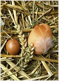 High angle view of animal eggs and feather in nest