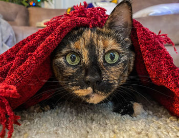 Close-up portrait of a cat