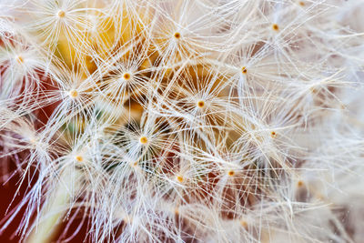 Close-up of dandelion on cactus