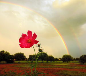 Scenic view of rainbow on field against sky