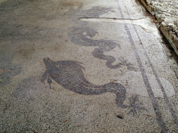 High angle view of lizard on ground