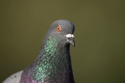 Close-up of pigeon