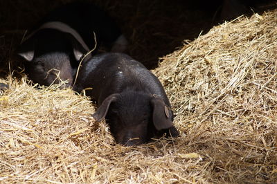 Close-up of black relaxing on grass