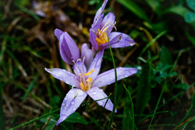 Close-up of purple flower blooming outdoors