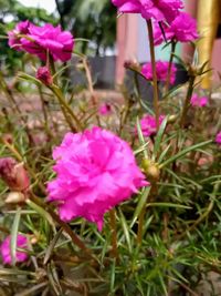 Close-up of pink flowers on field
