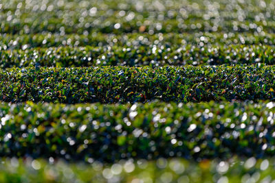 Full frame shot of fresh green field