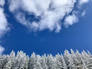 Low angle view of trees against blue sky