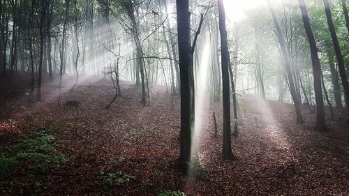 Trees in forest