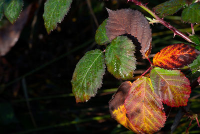 Close-up of autumnal leaves on tree