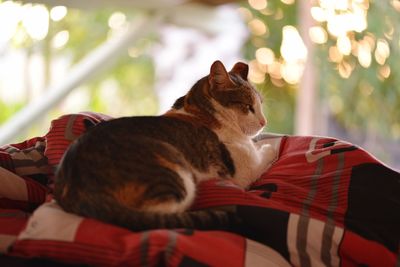 Close-up of cat resting on bed