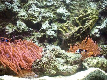 View of fish swimming in sea