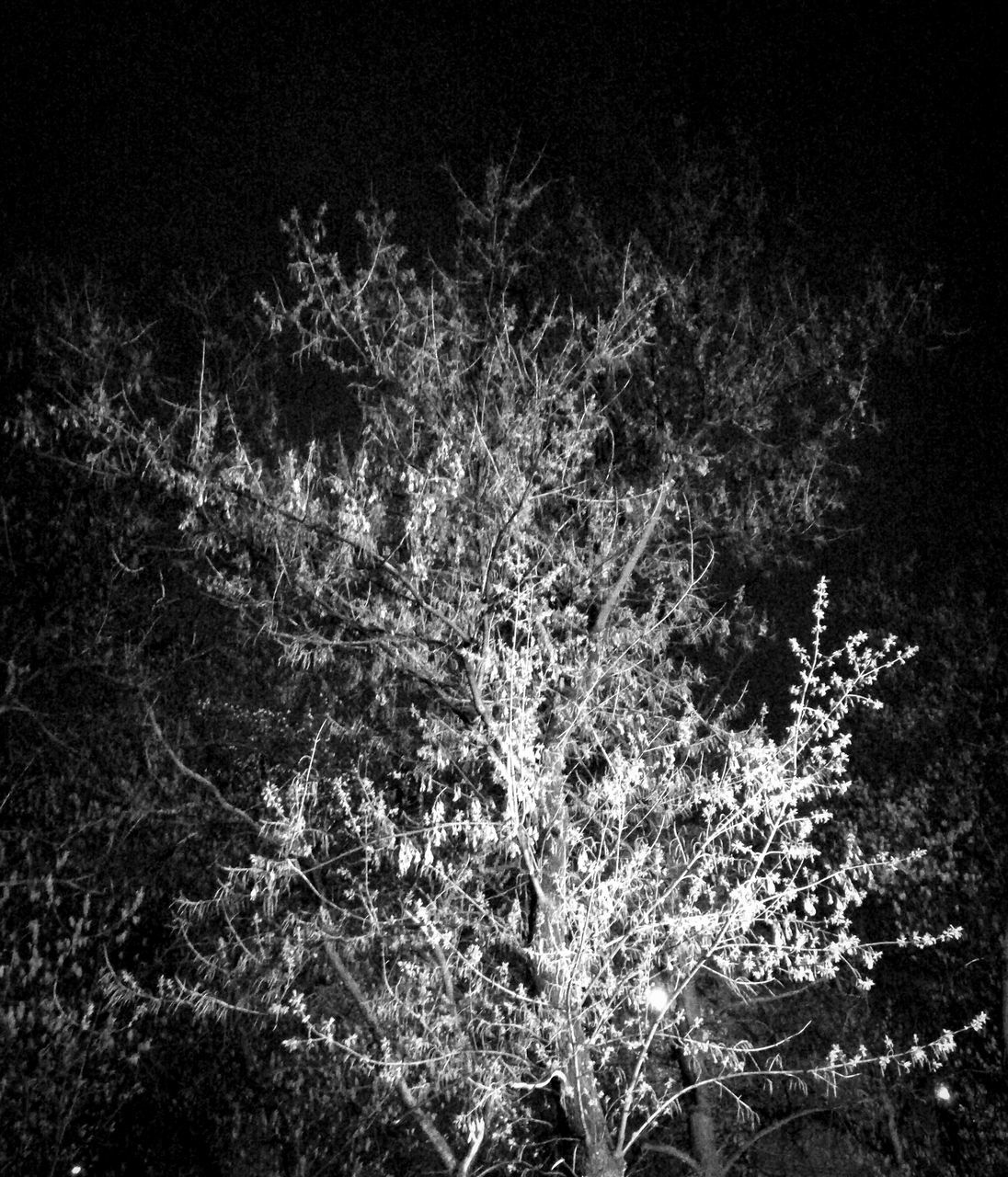 tree, night, branch, growth, low angle view, nature, tranquility, beauty in nature, forest, plant, outdoors, no people, tranquil scene, leaf, bare tree, dark, scenics, sky, growing