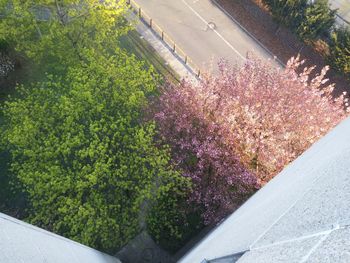 Plants growing on a tree