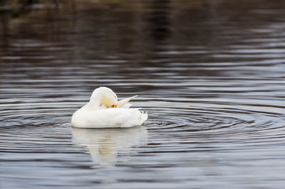 Duck preening while swimming in lake