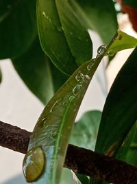 Close-up of raindrops on leaves