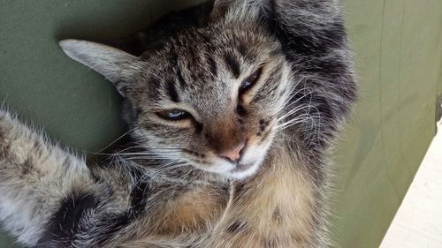 Close-up portrait of cat sitting