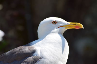 Close-up of seagull