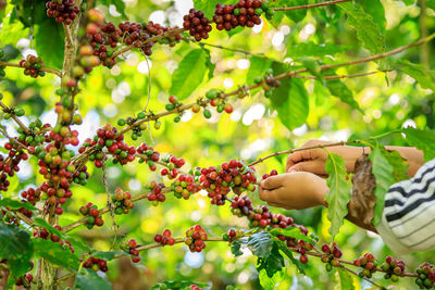 Close up farmer hands harvest coffee bean ripe red berries plant fresh seed coffee tree