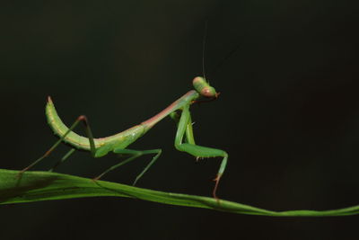 Close-up of insect on leaf