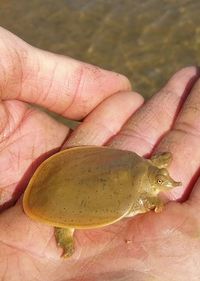 Close-up of cropped hand