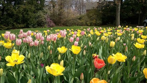 Close-up of tulips blooming in field