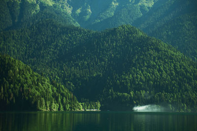 Scenic view of lake in forest