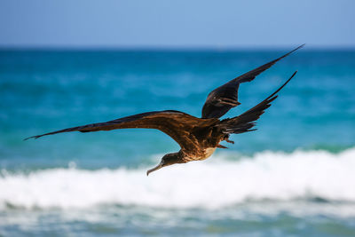 Close-up of bird flying over sea against sky