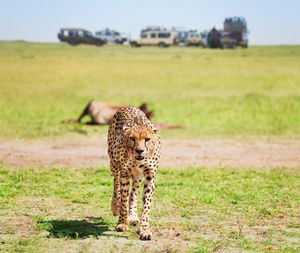 View of a cat on field