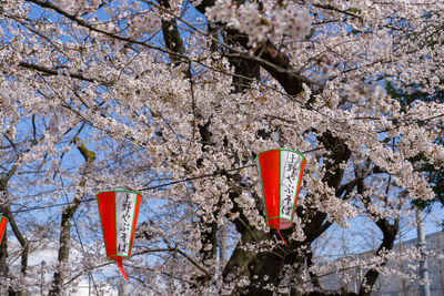 Low angle view of red cherry blossom tree