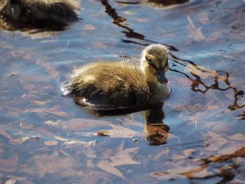 High angle view of duck swimming in lake