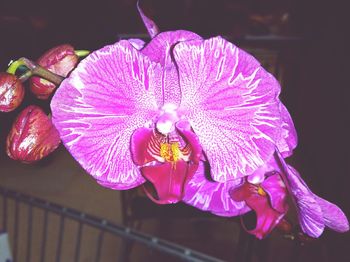 Close-up of pink orchids blooming outdoors