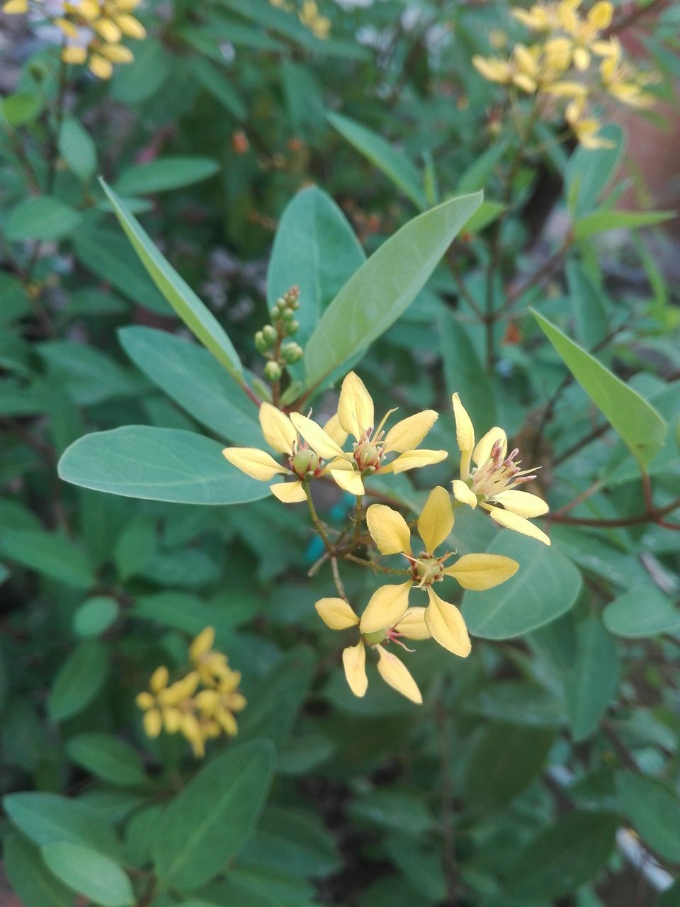 flower, plant, growth, leaf, green color, nature, fragility, petal, beauty in nature, freshness, day, outdoors, high angle view, flower head, no people, blooming, close-up