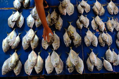 High angle view of fish for sale in market