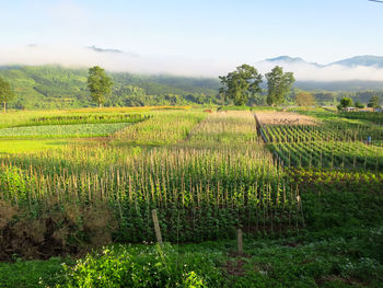 Scenic view of agricultural field against sky