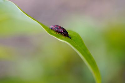 Close-up of insect on leaf