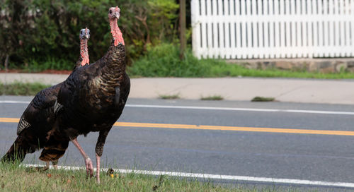 View of a bird on road