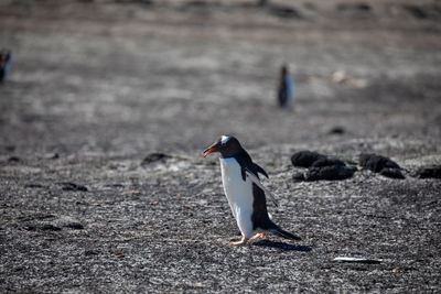 Penguin on rock at beach