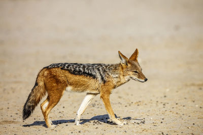 Fox standing on field