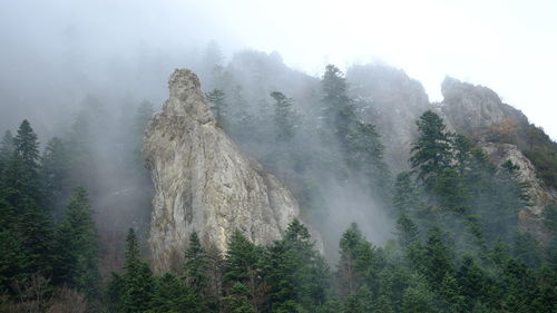 Panoramic view of trees in forest during foggy weather