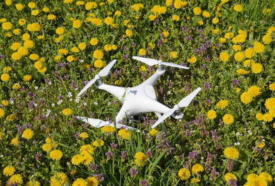 Yellow flowers blooming on field