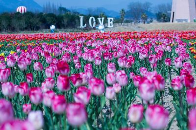 Close-up of fresh pink tulips blooming in park