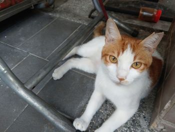 High angle portrait of cat