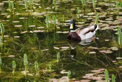 View of duck swimming in lake