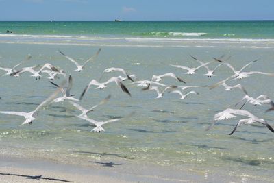 Seagull flying over beach