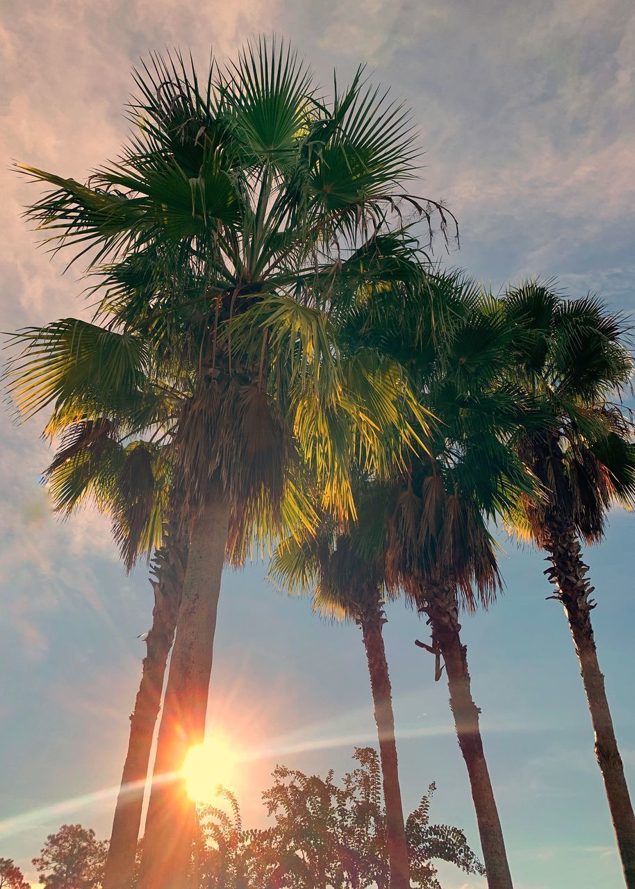 LOW ANGLE VIEW OF COCONUT PALM TREES AGAINST SKY