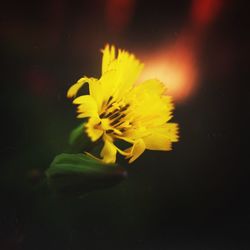 Close-up of yellow flower