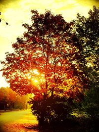 Trees on landscape during sunset