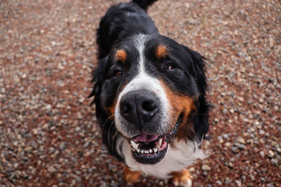 Close-up portrait of dog