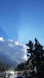 Low angle view of trees against blue sky