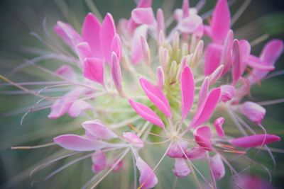 Close-up of pink flowering plant